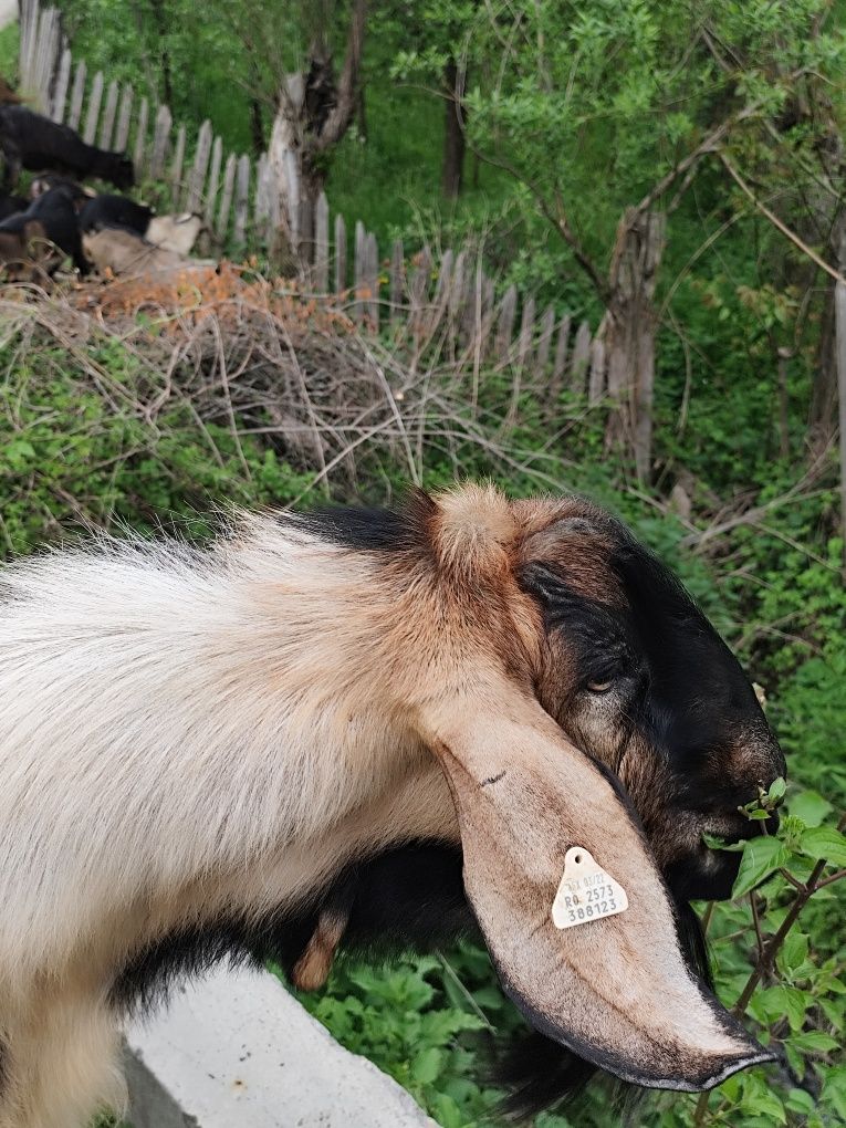 Capre și țap de vanzare