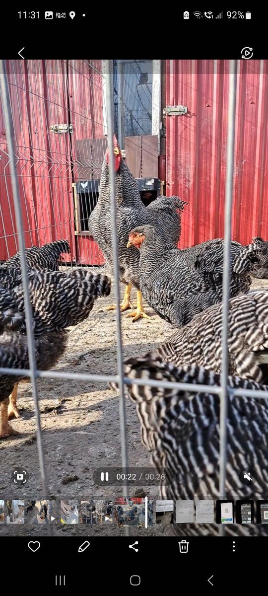 Pui sau oua pentru incubat Australorp, Isa brown si Brahma HD si Bso