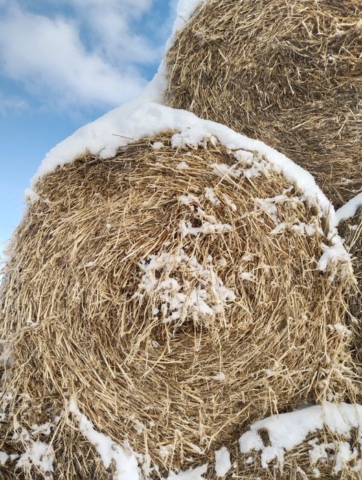 Продам солому соевую.