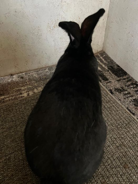 Disponibil 3 femele de fluture german