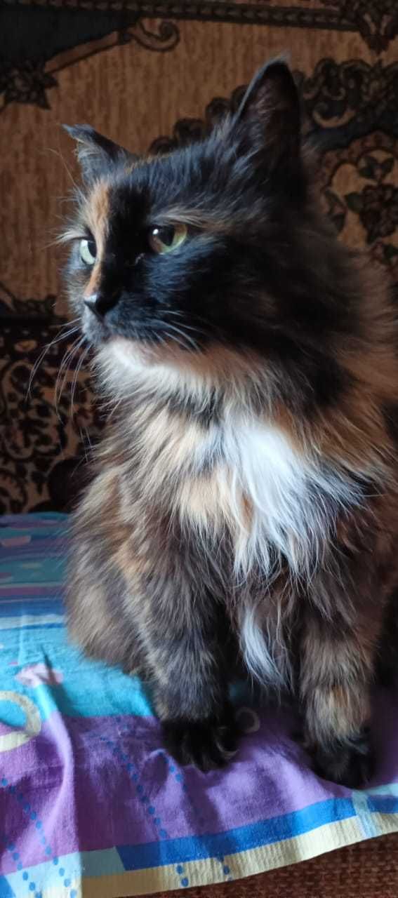 Кошке срочно нужен дом!