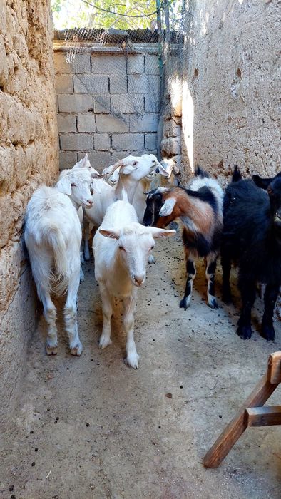 Ешкі союға дайын семіз ешкілер ешкы ешкі коза козы