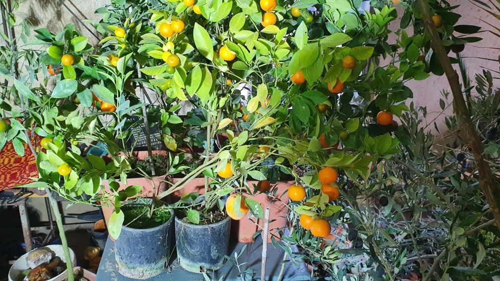 Pomi fructiferi Citrus Oriana