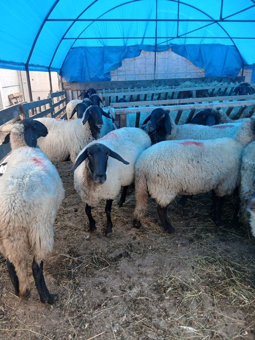 Vând 30 de oi carabase