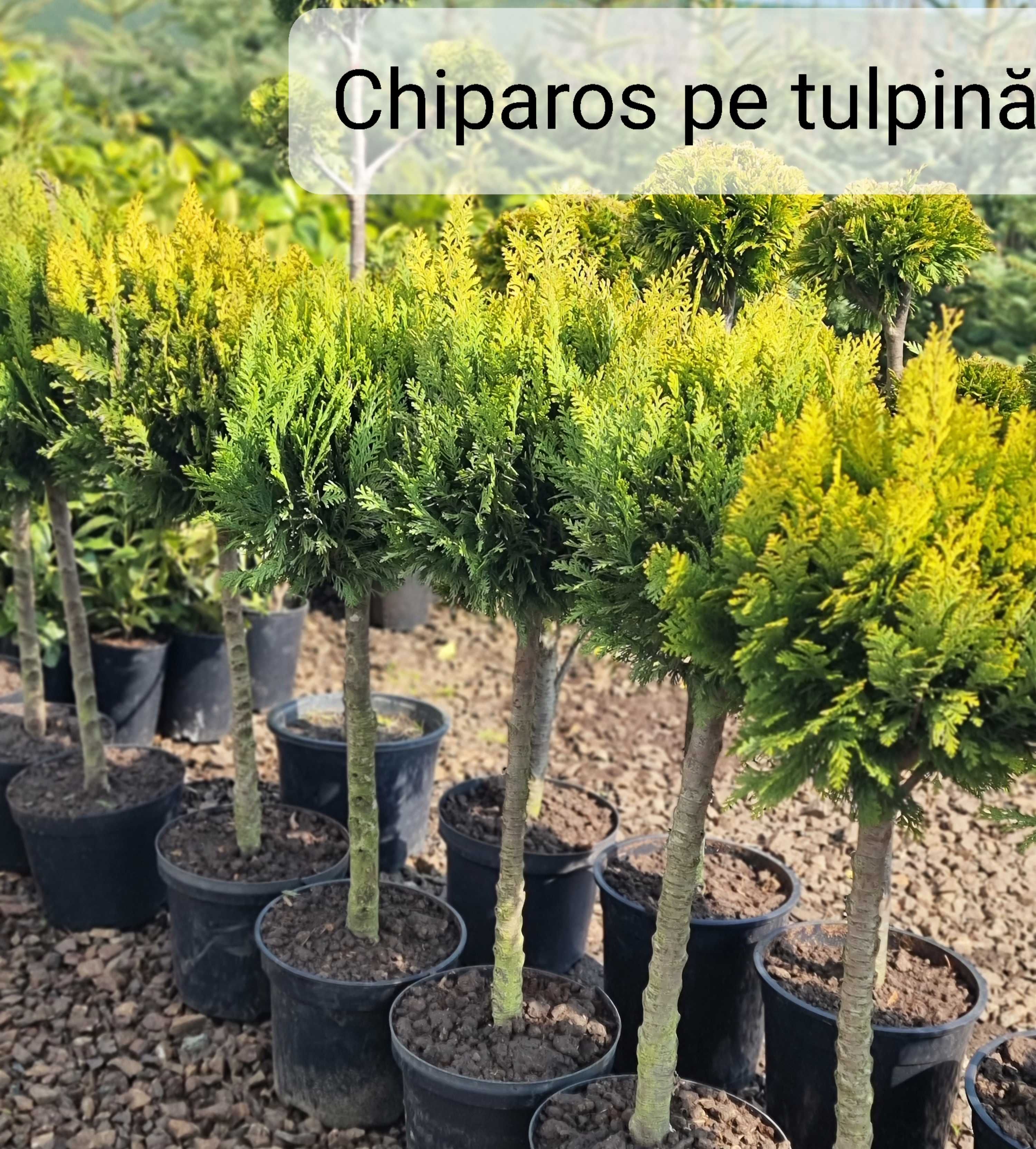 Tuia bonsai,glob,smaragd gold,leylandii, gard viu,photinea