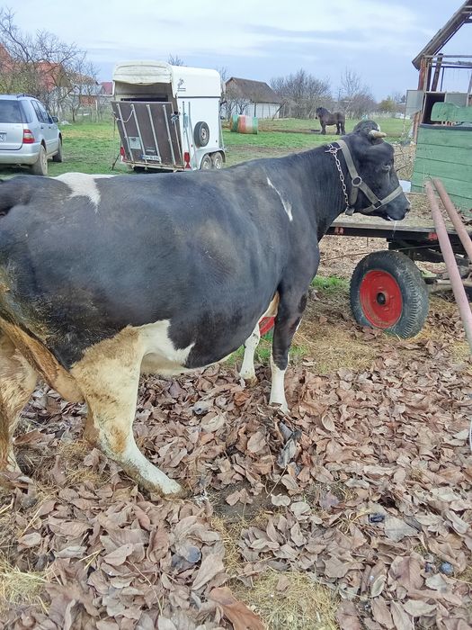 Vaca gestanta și la schimb