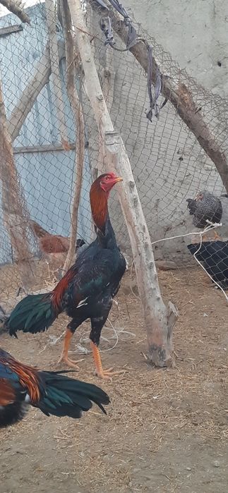 dakan  jo'jalar sotiladi