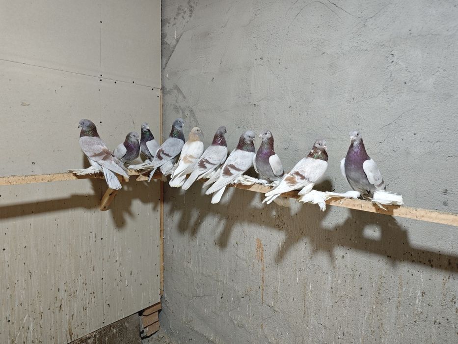 Kaptar kabutar golubi golubey tasman seren kaptarlar