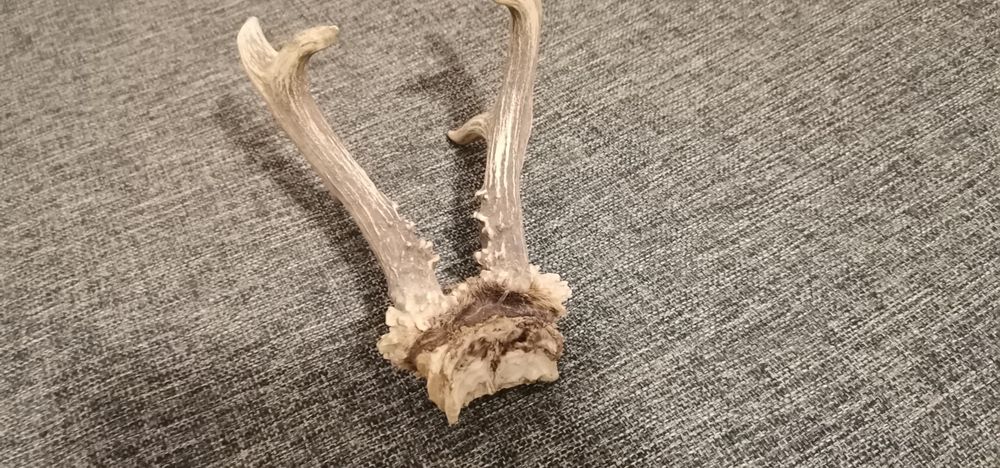 Trofeu coarne caprior