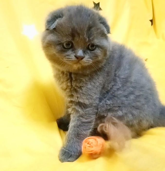 шотландские котята