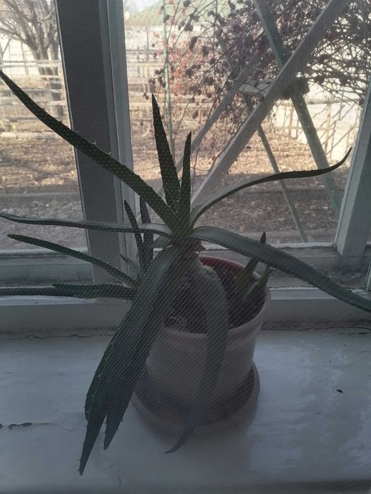 Цветок алоэ с детками