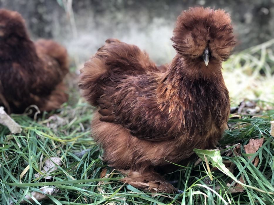 Sergiev Farm- Продава пилета и яйца от различни видове Кокошки