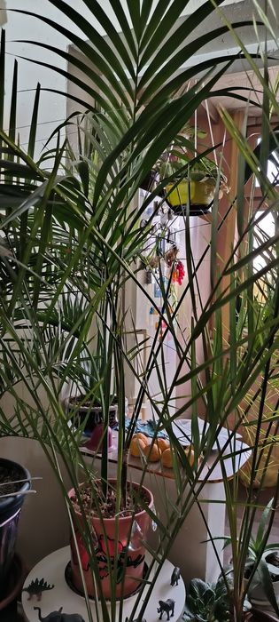 Пальмы, цветы,различные растения.