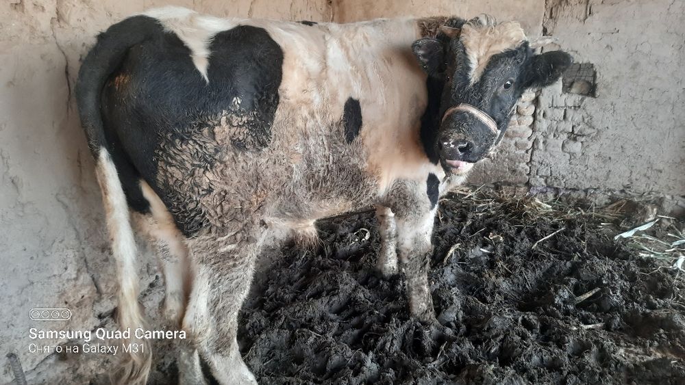 Букатой сатилоди срочна