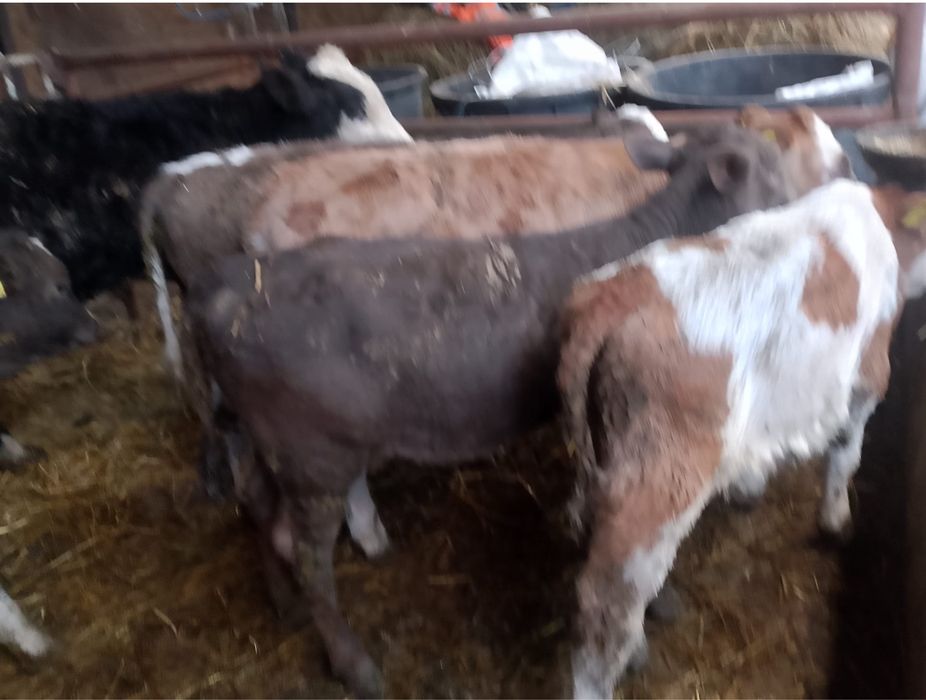 vând vitei rasa baltata romaneasca