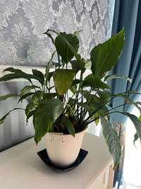 Комнатное растение Спатифиллум (женское счастье) 3шт