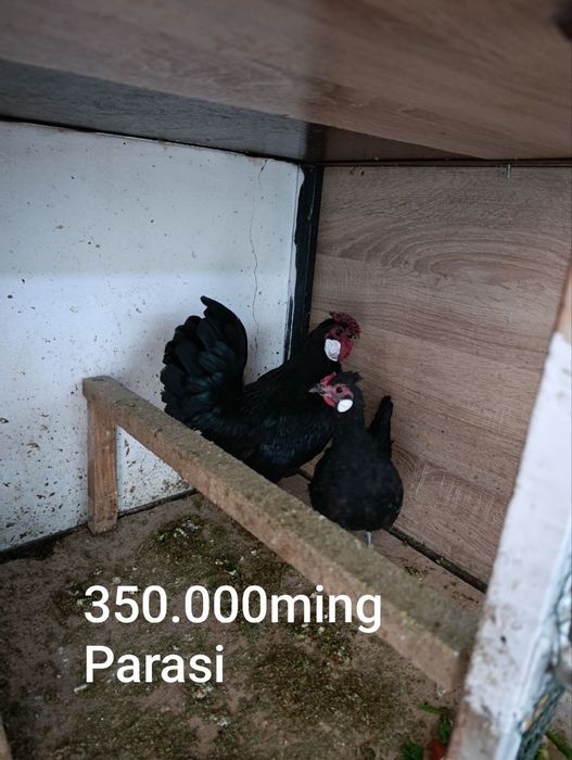 Продаются домашние курицы