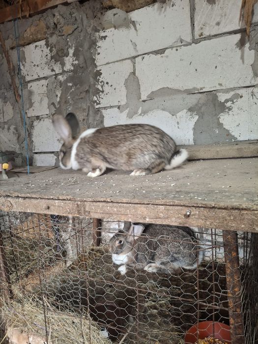 Vând epurii de rasaa