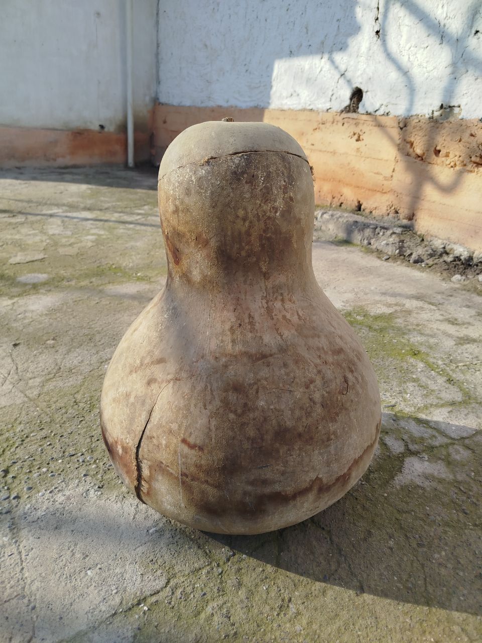 Sotiladi Katta Hajmli Qovoq