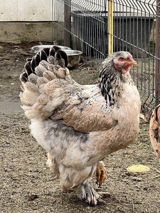 Gaini Brahma, culoare somon si albastru