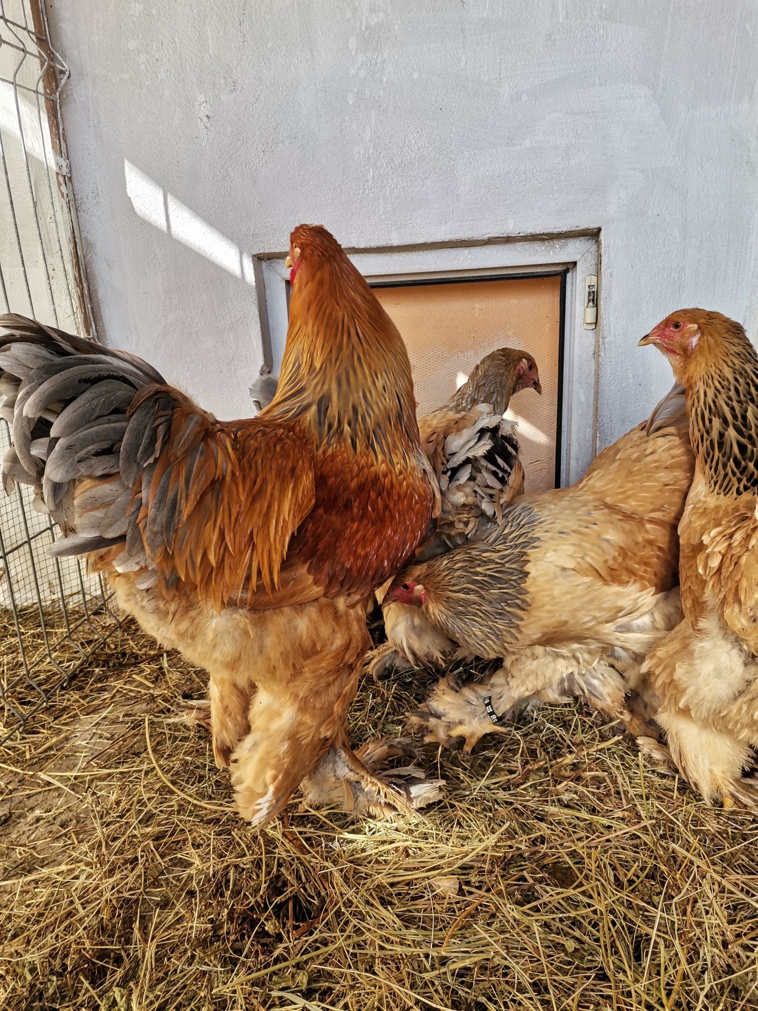 Pui Brahma Columbia albastru și negru