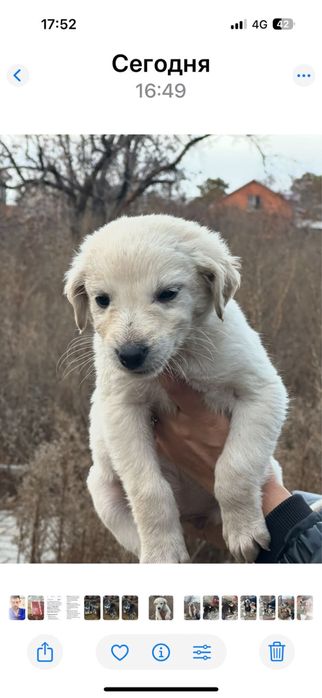 Щенята ищут дом