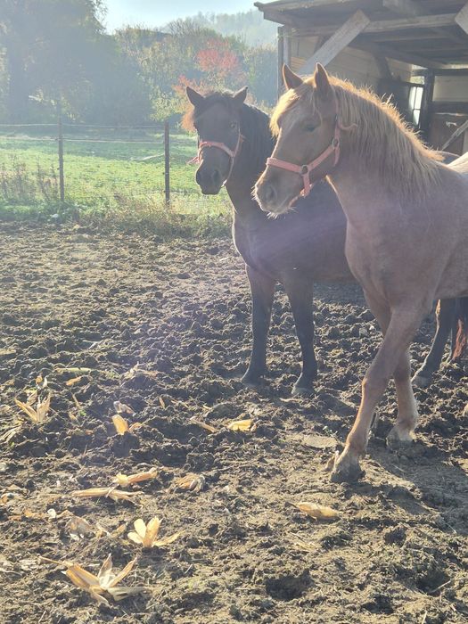 Vand manza de 1 an si 7 luni