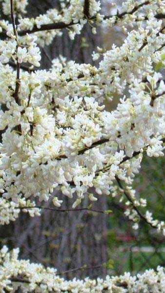 Pomi Ornamentali  cercis Cana densis  shirobana