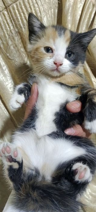 Котята отдам в хорошие руки, mushuk bolalari ishonchli qollarga berila
