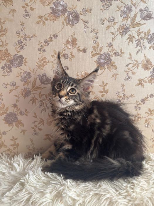 Котенок Мейн - кун