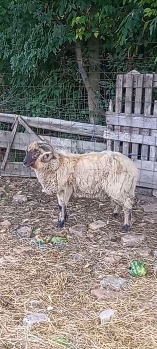 Berbec țurcan de montă de vânzare