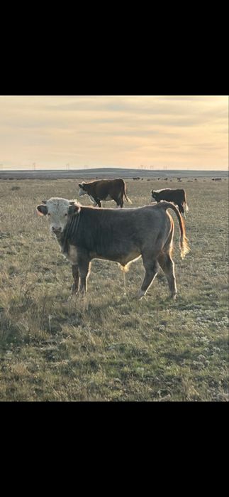 Бычки/бука/подсос