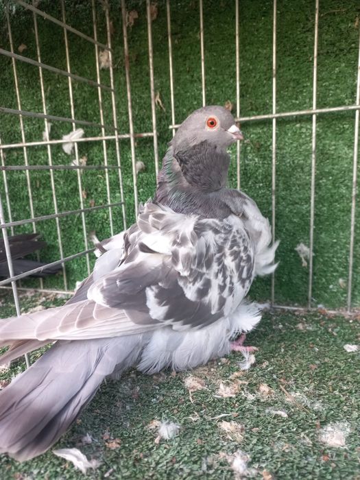 Porumbei pescarsui chinezi