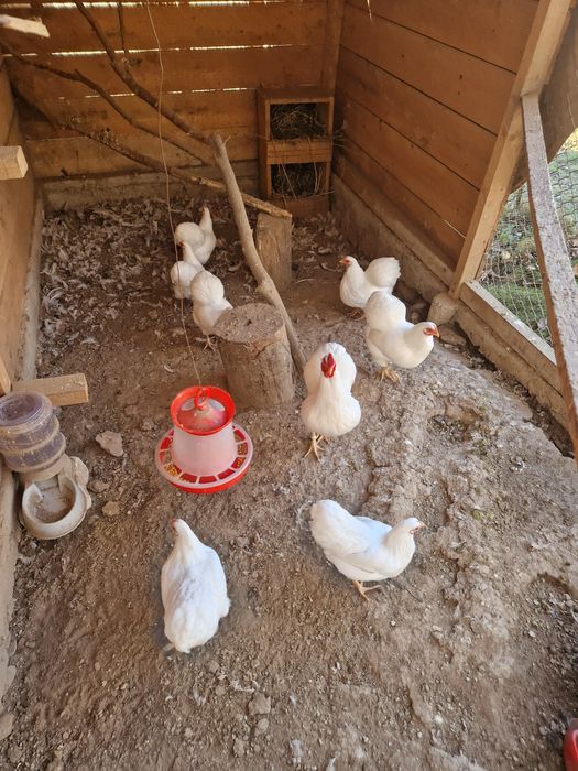 Vand wyandotte pitic alb