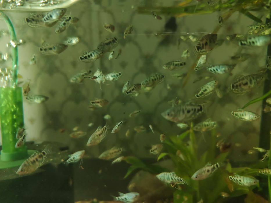 Домашние рыбки для аквариума