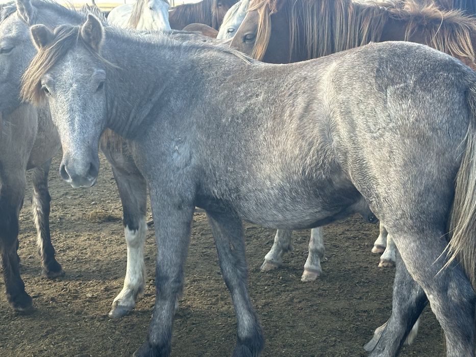 Продам тая с поля