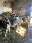 Vand 2 Tauri Belgian si Baltat la 300kg