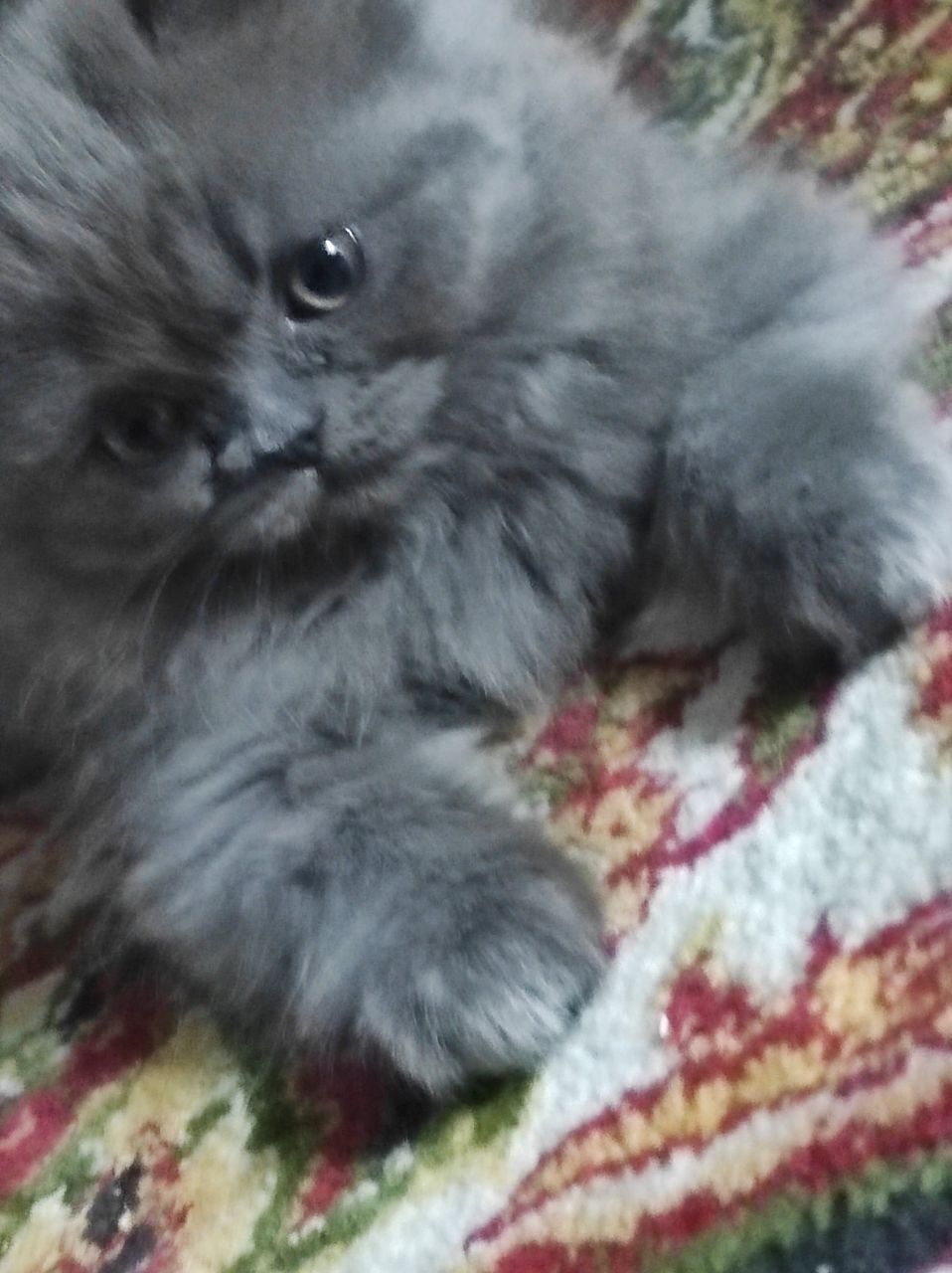 Котенок персидской породы 4 мес.