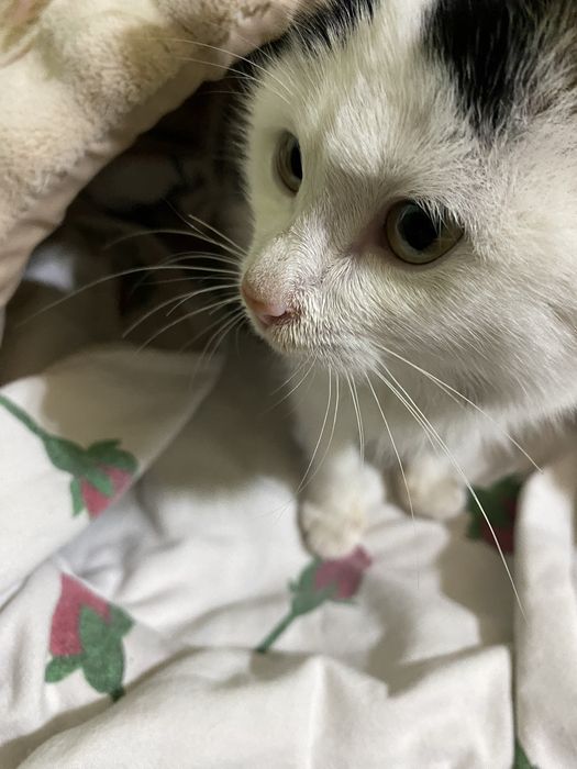 котенок маленький , хорошенький , мальчик