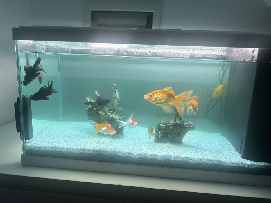 Acvariu 60 l si carasi de vanzare