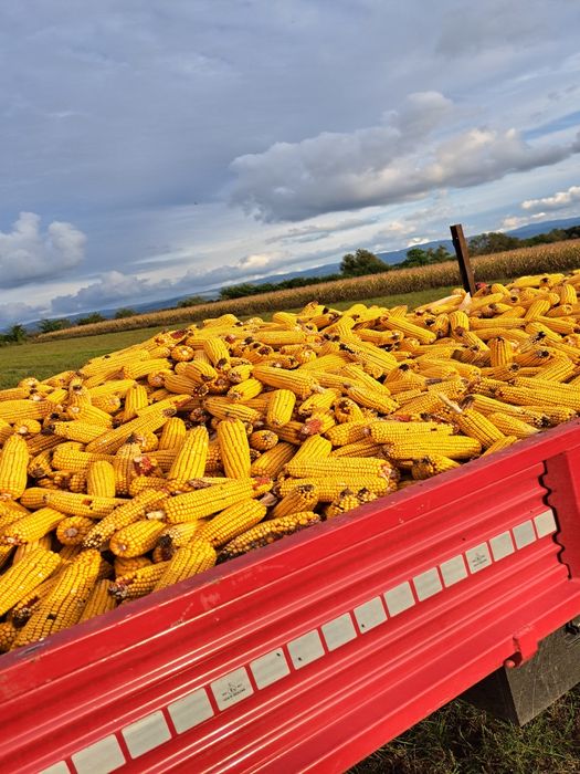 Porumb stiulete / știuleți / boabe