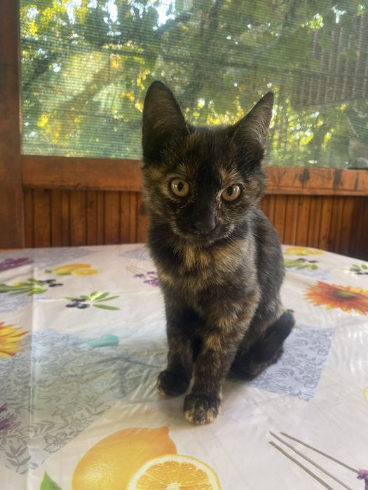 Donez pisici fete 2 la fel