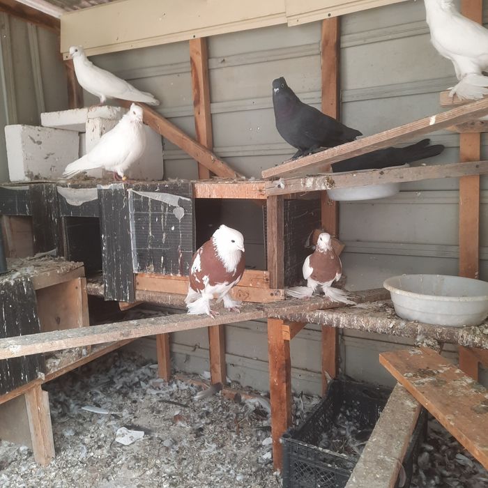 Хаммаси сотилади, танлаб олсиз нархларини келишамиз