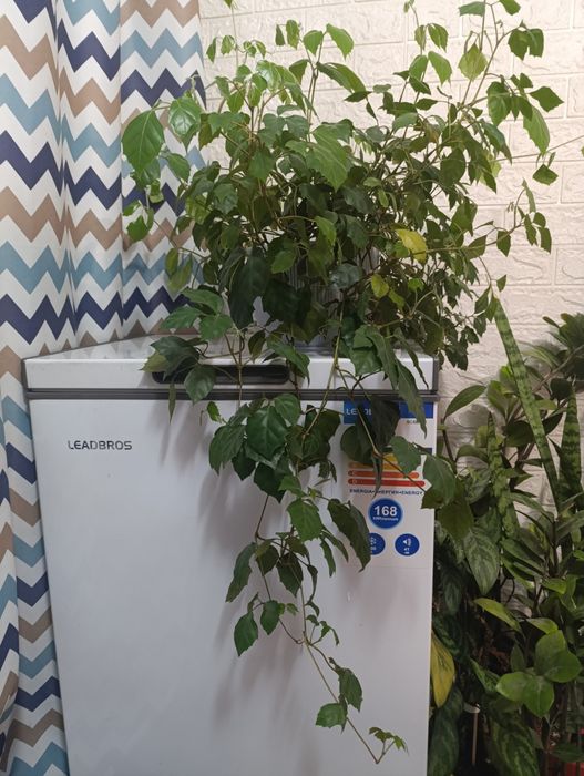 Комнатный цветок- плетучку Циссус