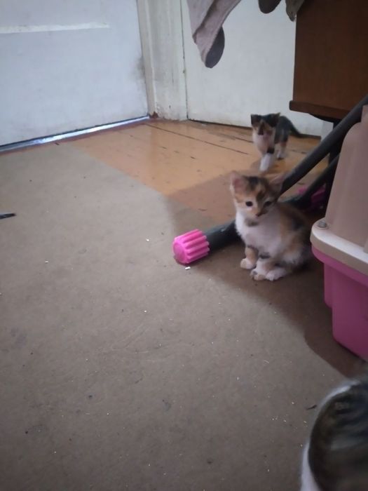 Котята в добрые руки!