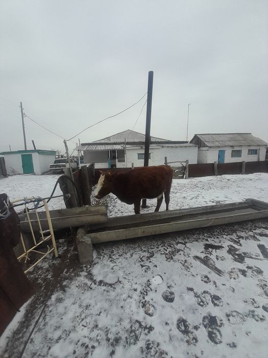 Тайынша сатылады