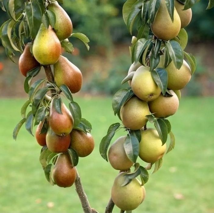 Pomi Fructiferi Duo (Păr )