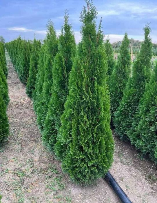 Leleandy tuia smarald magnolia grande flora mesteacăn tei preț accesib