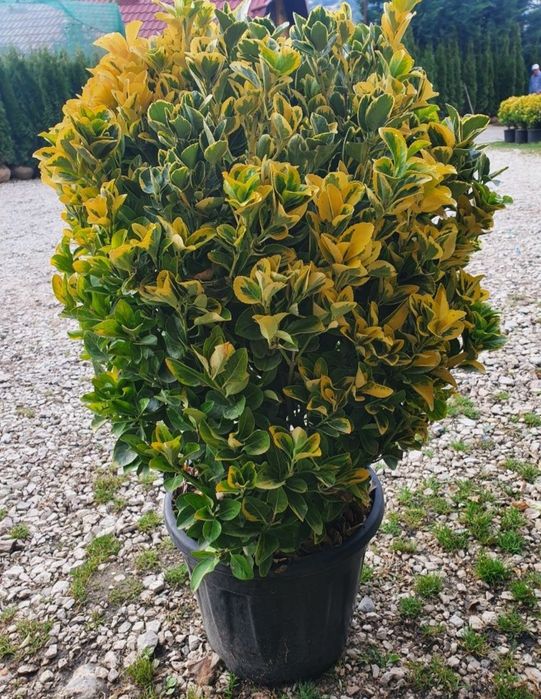 Glob aurea pe tija/  ilex , tuia 3 globuri ofer transport