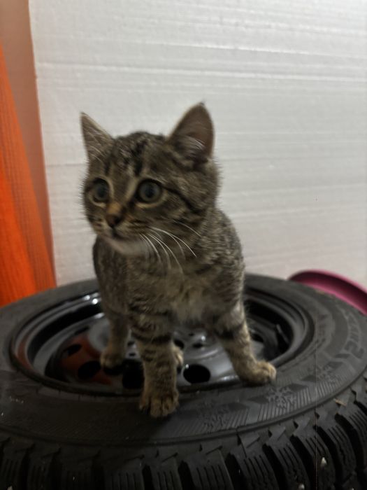 Котенок девочка в добрые руки